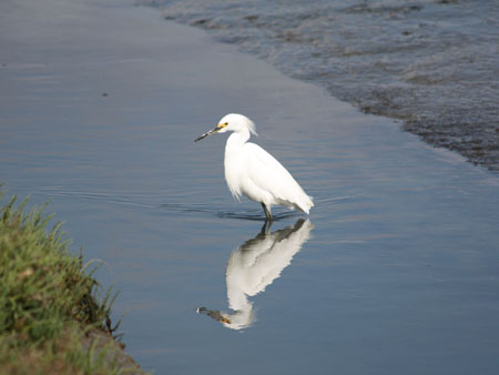 Snow Egret