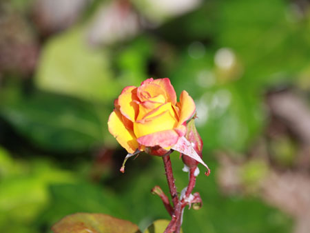 A Rose